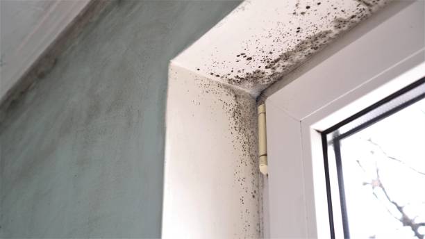 Best Attic Mold Removal  in Germantown, TN