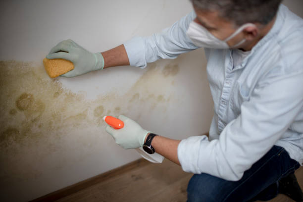 Best Attic Mold Removal  in Germantown, TN