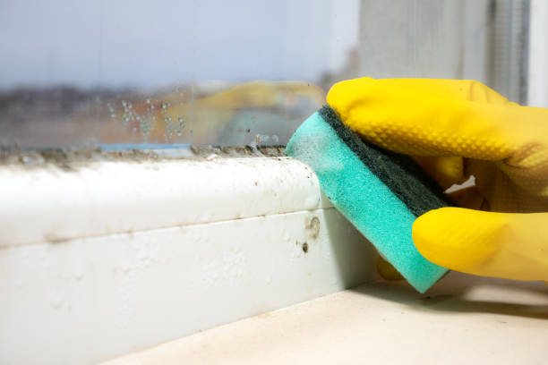 Best Certified Mold Removal  in Germantown, TN