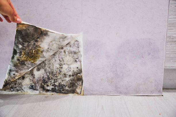 Best Residential Mold Removal  in Germantown, TN